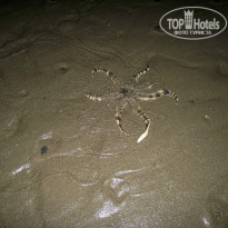 фото из отзыва ID 1031534