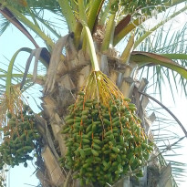 фото из отзыва ID 1032209