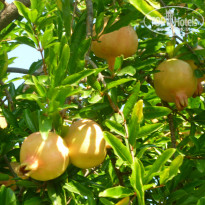 фото из отзыва ID 1032209