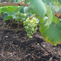 фото из отзыва ID 1032293