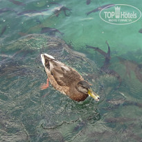 фото из отзыва ID 1032293