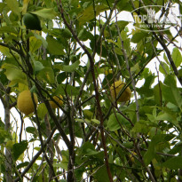 фото из отзыва ID 1033222