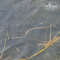 фото из отзыва ID 1031297