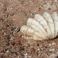 фото из отзыва ID 1034211