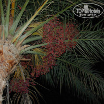 фото из отзыва ID 1034211