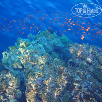 фото из отзыва ID 1034211