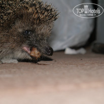 фото из отзыва ID 1034490