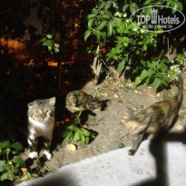 фото из отзыва ID 1034610