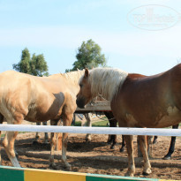 фото из отзыва ID 1035420