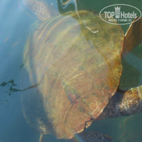 фото из отзыва ID 1036061