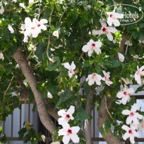 фото из отзыва ID 1036132