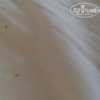 фото из отзыва ID 1036455