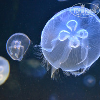 фото из отзыва ID 1036979