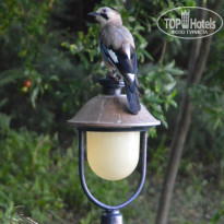 фото из отзыва ID 1039289