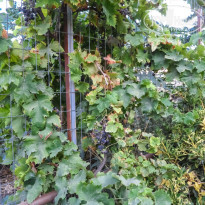 фото из отзыва ID 1041170