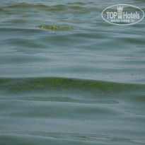 фото из отзыва ID 1041998