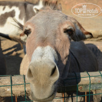 фото из отзыва ID 1042184