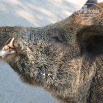 фото из отзыва ID 1042184