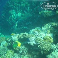 фото из отзыва ID 1043371