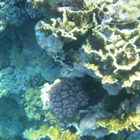 фото из отзыва ID 1043371