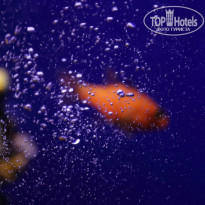 фото из отзыва ID 1043696