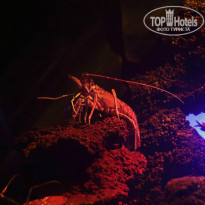 фото из отзыва ID 1043696