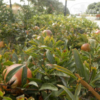 фото из отзыва ID 1043803