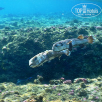 фото из отзыва ID 1043926