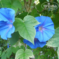 фото из отзыва ID 1044448