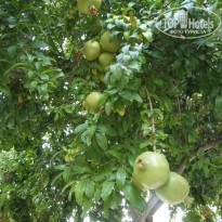 фото из отзыва ID 1044448