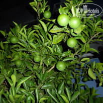 фото из отзыва ID 1049554