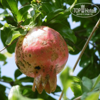 фото из отзыва ID 1049848