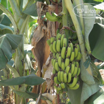 фото из отзыва ID 1048421