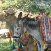 фото из отзыва ID 1048421