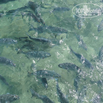 фото из отзыва ID 1050128