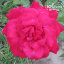фото из отзыва ID 1050753