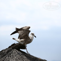 фото из отзыва ID 1053371