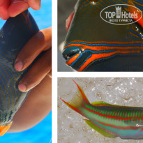 фото из отзыва ID 1053824