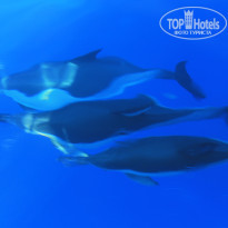 фото из отзыва ID 1052847