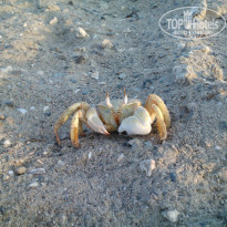 фото из отзыва ID 1055188