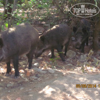 фото из отзыва ID 1056620