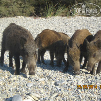 фото из отзыва ID 1056620