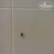 фото из отзыва ID 1058219