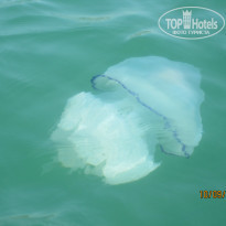 фото из отзыва ID 1060358