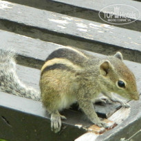 фото из отзыва ID 1062325