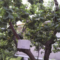 фото из отзыва ID 1063888