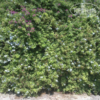 фото из отзыва ID 1064826