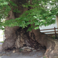 фото из отзыва ID 1065313