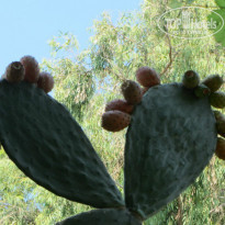 фото из отзыва ID 1065498