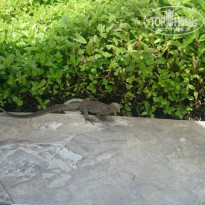 фото из отзыва ID 1066141